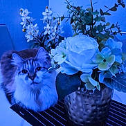 Mimi participe au concours pour gagner de l'argent avec cette photo : cat, flower, vase, table, plant, indoor, striped_mat, curious, fluffy, white_flower, green_leaf, decor, pet, feline, close_up, soft_light, blue_tone, domestic_animal, still_life, home