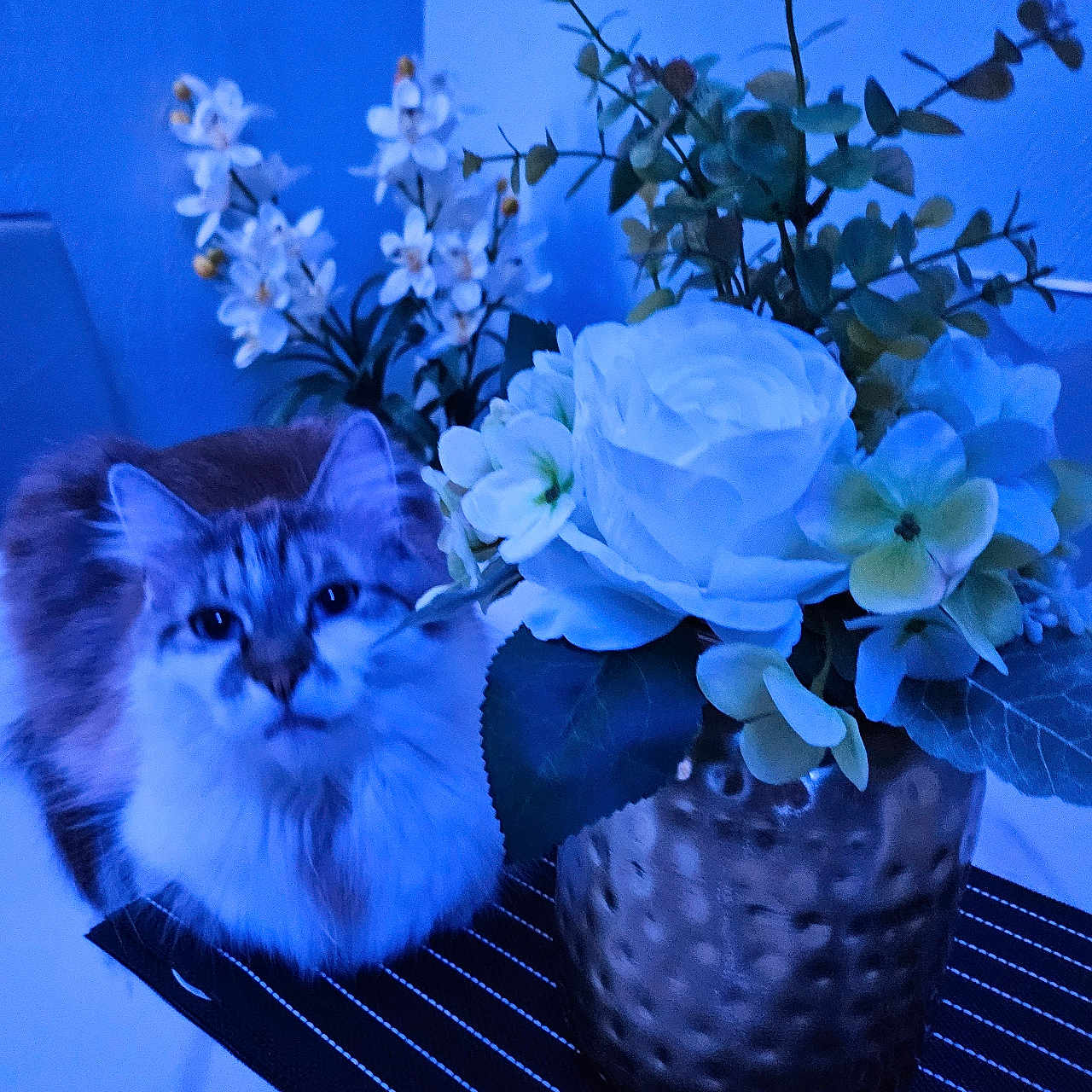 Mimi participe au concours pour gagner de l'argent avec cette photo : blue_tone, cat, close_up, curious, decor, domestic_animal, feline, flower, fluffy, green_leaf, home, indoor, pet, plant, soft_light, still_life, striped_mat, table, vase, white_flower
