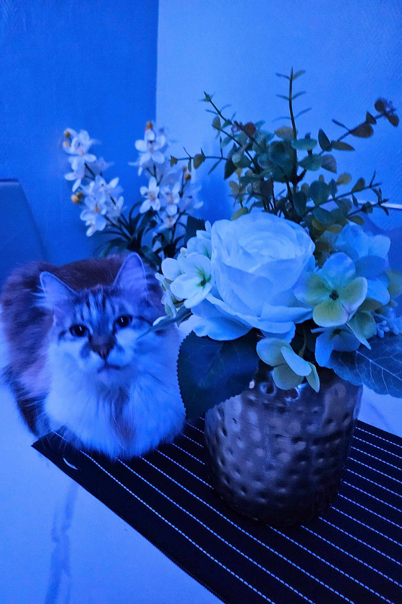 Mimi participe au concours pour gagner de l'argent avec cette photo : cat, flower, vase, table, plant, indoor, striped_mat, curious, fluffy, white_flower, green_leaf, decor, pet, feline, close_up, soft_light, blue_tone, domestic_animal, still_life, home
