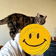 Lilie a rejoint le concours — aidez-le/la à gagner de superbes lots ! cat, tabby_cat, pet, person, hoodie, shoulder, indoor, wall, cabinet, fur, whiskers, green_eyes, portrait, close_up, home_decor, christmas_tree, smiley_overlay, furniture, curious, cozy