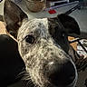 Bruno joined the competition — help win amazing prizes! dog, close_up, indoor, table, glass_bowl, marker, curious, ears, face, pet, animal, brown, white, black, snout, whiskers, background, clutter, object, casual