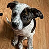 Bruno is registered to the contest to win money with this photo: puppy, dog, young_dog, wooden_floor, pet, animal, cute, sitting, looking_up, indoor, fur, ears, whiskers, brown, white, black, curious, domestic_animal, friendly, adorable