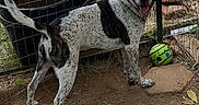 Bruno joined the competition — help win amazing prizes! dog, animal, pet, fence, yard, ball, outdoor, playful, spotted, tail, collar, grass, dirt, ears, happy, canine, domestic, ground, nature, daylight