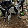 dog, animal, pet, fence, yard, ball, outdoor, playful, spotted, tail, collar, grass, dirt, ears, happy, canine, domestic, ground, nature, daylight
