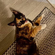 Ellie joined the competition — help win amazing prizes! animal, calico_cat, cat, close_up, curious, cute, domestic_animal, ears, fur, green_eyes, indoor, looking_up, lying_down, paws, pet, playful, rug, texture, whiskers, wooden_floor