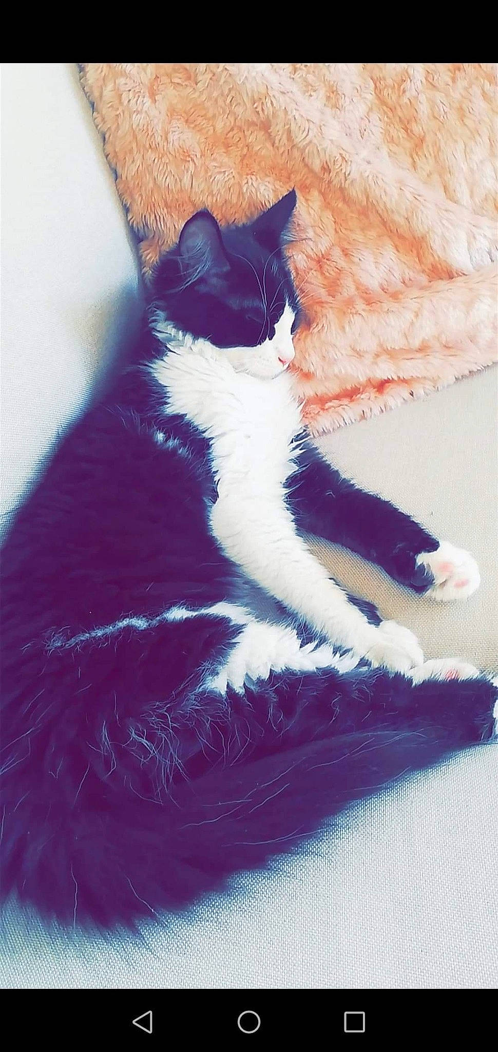 Nala a rejoint le concours — aidez-le/la à gagner de superbes lots ! art, black_cat, carnivore, cat, comfort, domestic_short_haired_cat, electric_blue, eye, felidae, foot, fur, human_leg, lap, paw, purple, small_to_medium_sized_cats, snout, tail, tints_and_shades, whiskers