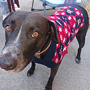 Rubis a rejoint le concours — aidez-le/la à gagner de superbes lots ! dog, pet, animal, black_dog, sweater, clothing, outdoor, concrete, amber_eyes, closeup, curious, winter_clothing, festive, reindeer_pattern, snowflake_pattern, canine, fur, ears, face, standing