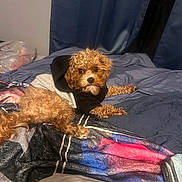 Mylo is registered to the contest to win money with this photo: dog, curly_hair, hoodie, bed, blanket, blue_bedding, indoor, pet, cute, lying_down, furry, cozy, small_dog, curious, canine, domestic_animal, fur, resting, looking_at_camera, comfortable