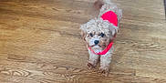 Mylo joined the competition — help win amazing prizes! dog, small_dog, fluffy, curly_fur, red_vest, pet, indoor, wooden_floor, looking_up, tail_wagging, cute, companion, animal, friendly, house_pet, canine, fur, alert, adorable, playful