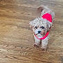 dog, small_dog, fluffy, curly_fur, red_vest, pet, indoor, wooden_floor, looking_up, tail_wagging, cute, companion, animal, friendly, house_pet, canine, fur, alert, adorable, playful