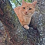 animal, bark, branch, cat, closeup, curious, daylight, ears, feline, green_leaves, moss, nature, orange_tabby, outdoor, paw, perched, pet, tree, whiskers, wildlife