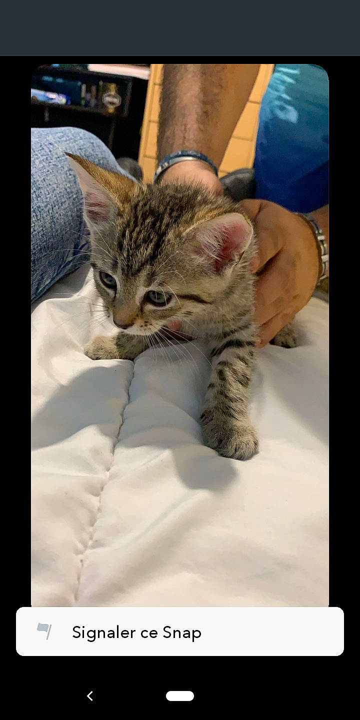 Bello participe au concours pour gagner de l'argent avec cette photo : american_shorthair, asian, bengal, california_spangled, carnivore, cat, domestic_short_haired_cat, dragon_li, egyptian_mau, european_shorthair, felidae, kitten, mammal, photo_caption, pixie_bob, small_to_medium_sized_cats, snout, tabby_cat, vertebrate, whiskers