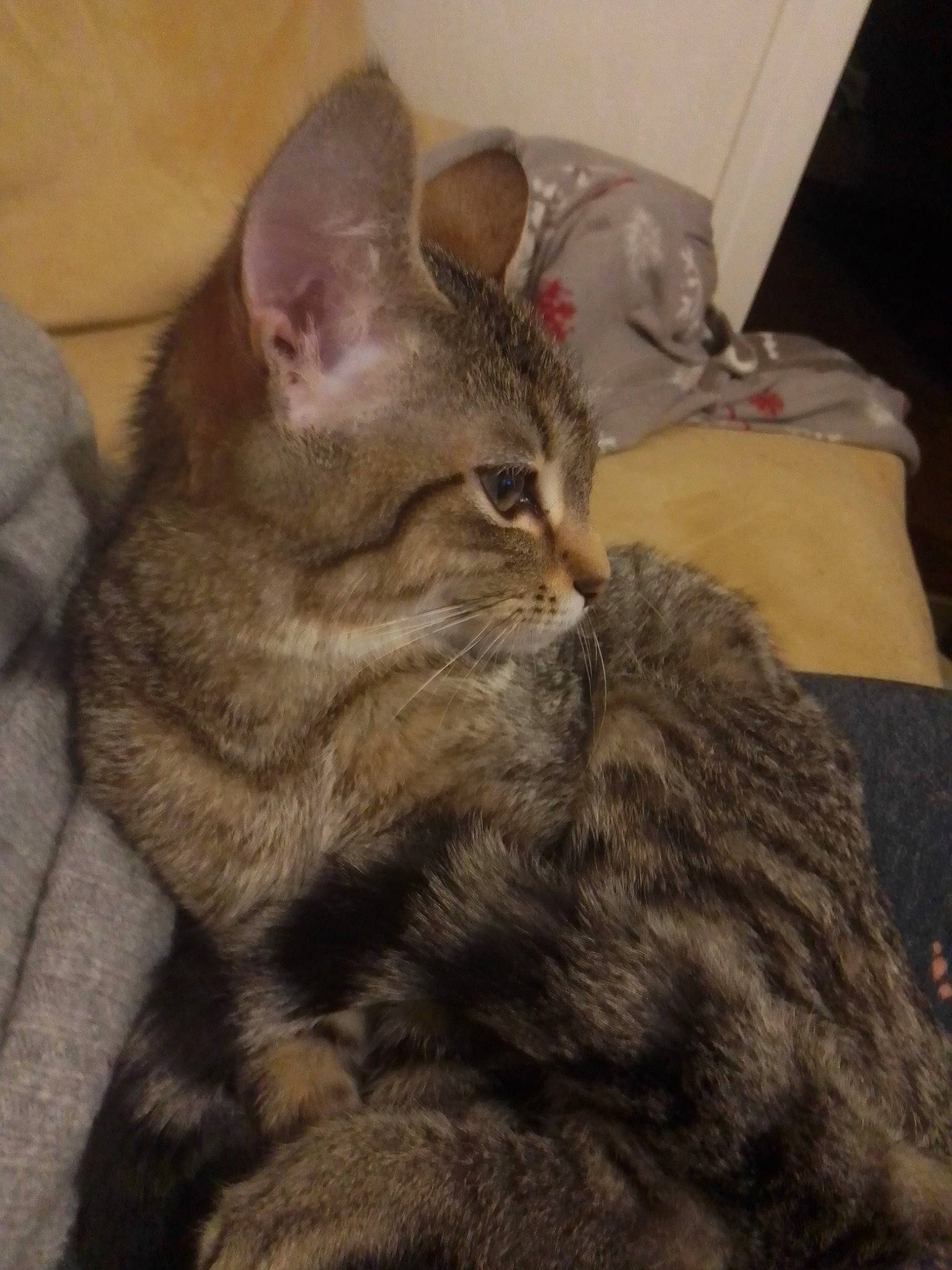 Bello participe au concours pour gagner de l'argent avec cette photo : american_shorthair, asian, australian_mist, california_spangled, carnivore, cat, domestic_short_haired_cat, dragon_li, egyptian_mau, european_shorthair, felidae, german_rex, kitten, mammal, oriental_longhair, pixie_bob, small_to_medium_sized_cats, tabby_cat, vertebrate, whiskers