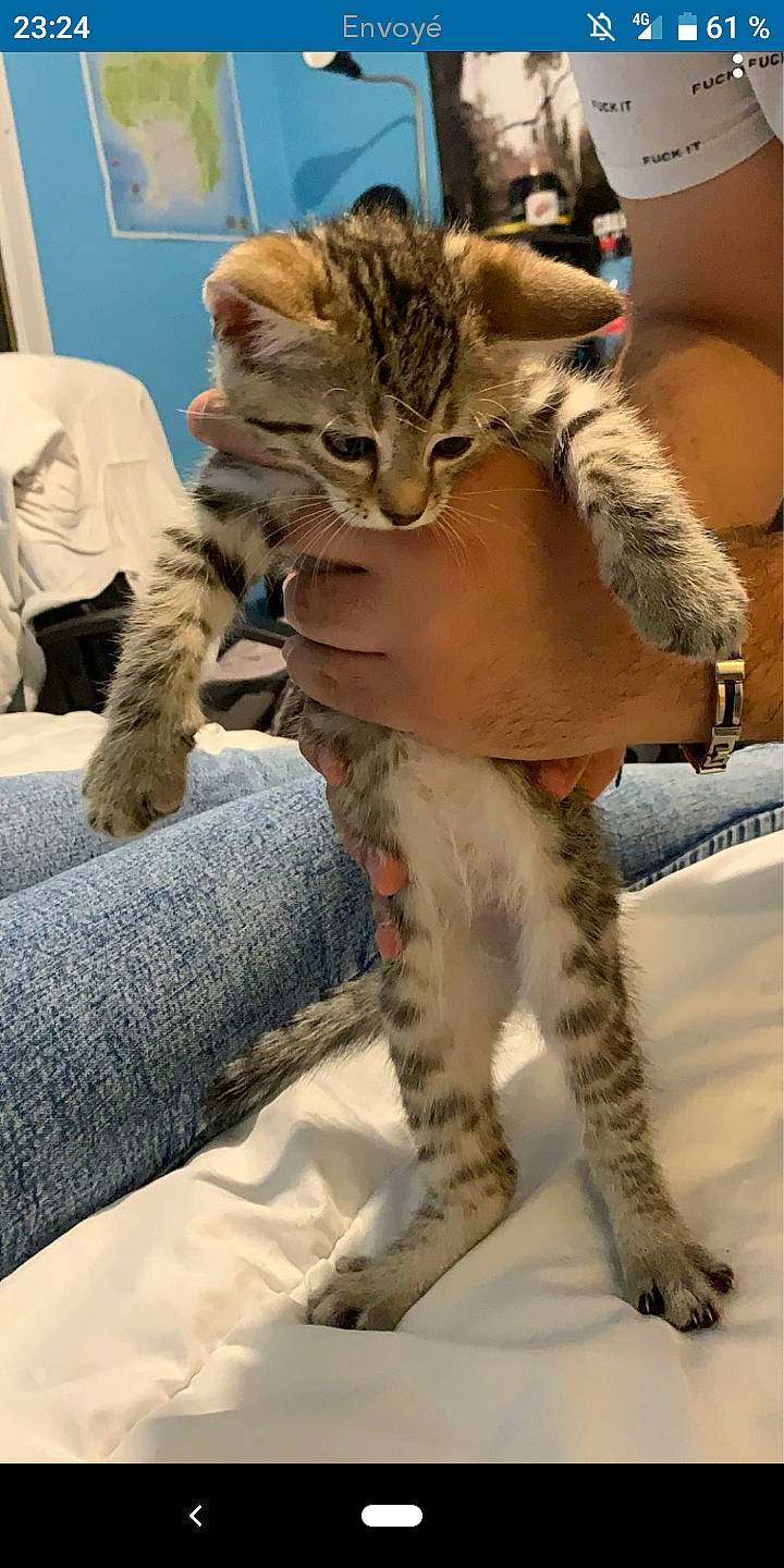 Bello a rejoint le concours — aidez-le/la à gagner de superbes lots ! aegean_cat, asian, california_spangled, carnivore, cat, claw, domestic_short_haired_cat, dragon_li, european_shorthair, felidae, fur, mammal, ocicat, pixie_bob, savannah, small_to_medium_sized_cats, snout, tabby_cat, vertebrate, whiskers