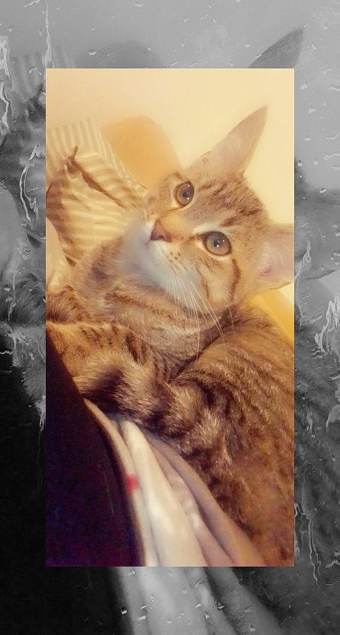 Bello participe au concours pour gagner de l'argent avec cette photo : carnivore, cat, european_shorthair, felidae, illustration, kitten, maine_coon, norwegian_forest_cat, small_to_medium_sized_cats, snout, somali, tabby_cat, whiskers