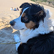 Vixy a rejoint le concours — aidez-le/la à gagner de superbes lots ! dog, sand, outdoor, nature, forest, sky, leash, fur, tricolor, animal, pet, closeup, profile, daylight, landscape, relaxing, background, snout, ear, paw