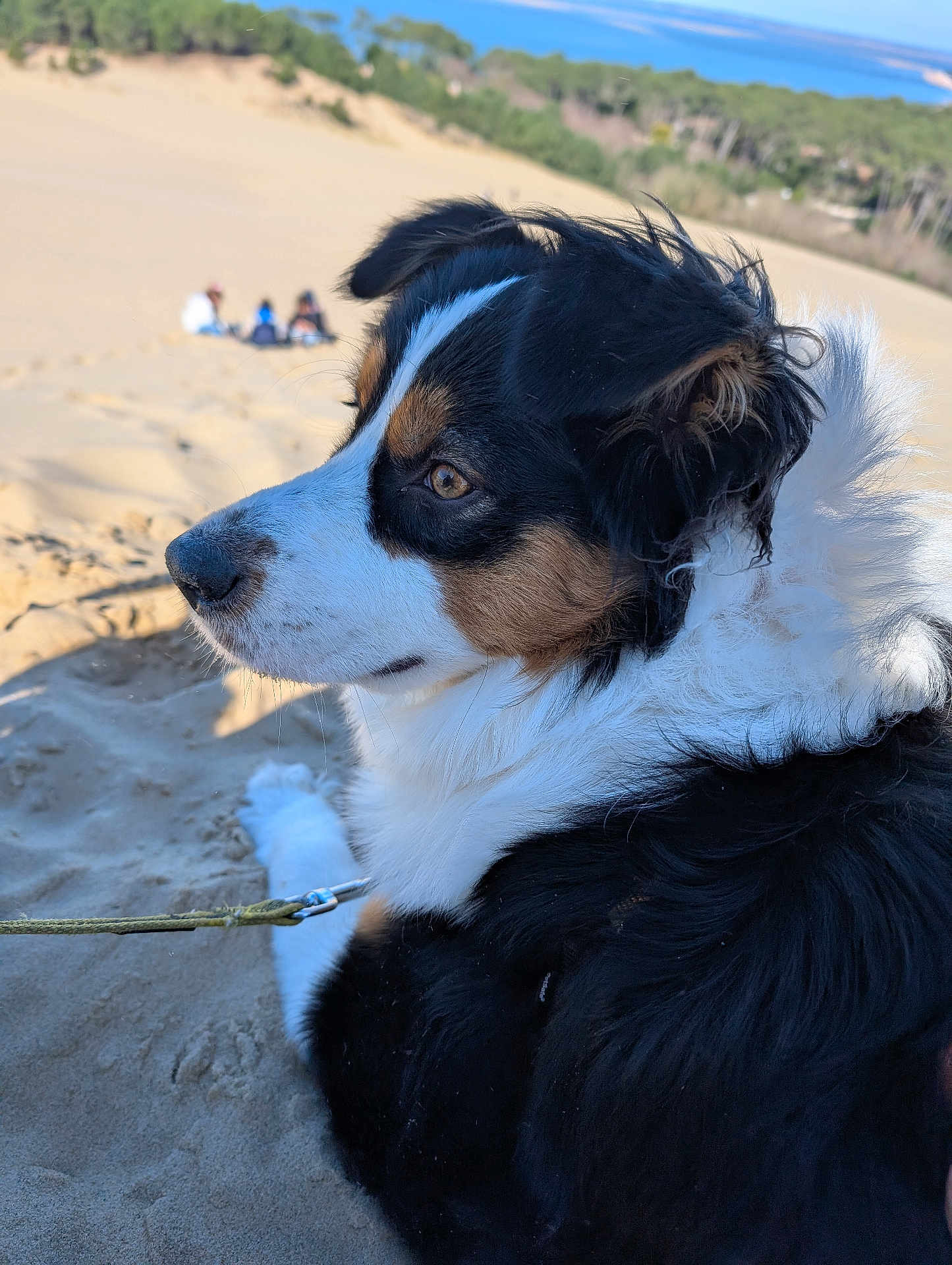 Vixy a rejoint le concours — aidez-le/la à gagner de superbes lots ! dog, sand, outdoor, nature, forest, sky, leash, fur, tricolor, animal, pet, closeup, profile, daylight, landscape, relaxing, background, snout, ear, paw