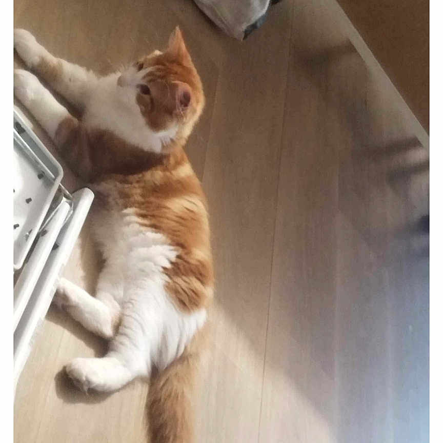 Iris a rejoint le concours — aidez-le/la à gagner de superbes lots ! abyssinian, animal, cat, computer, electronics, furniture, hardwood, indoors, interiordesign, kitten, laptop, manx, pc, person, pet, plywood, sleeping, table, text, wood