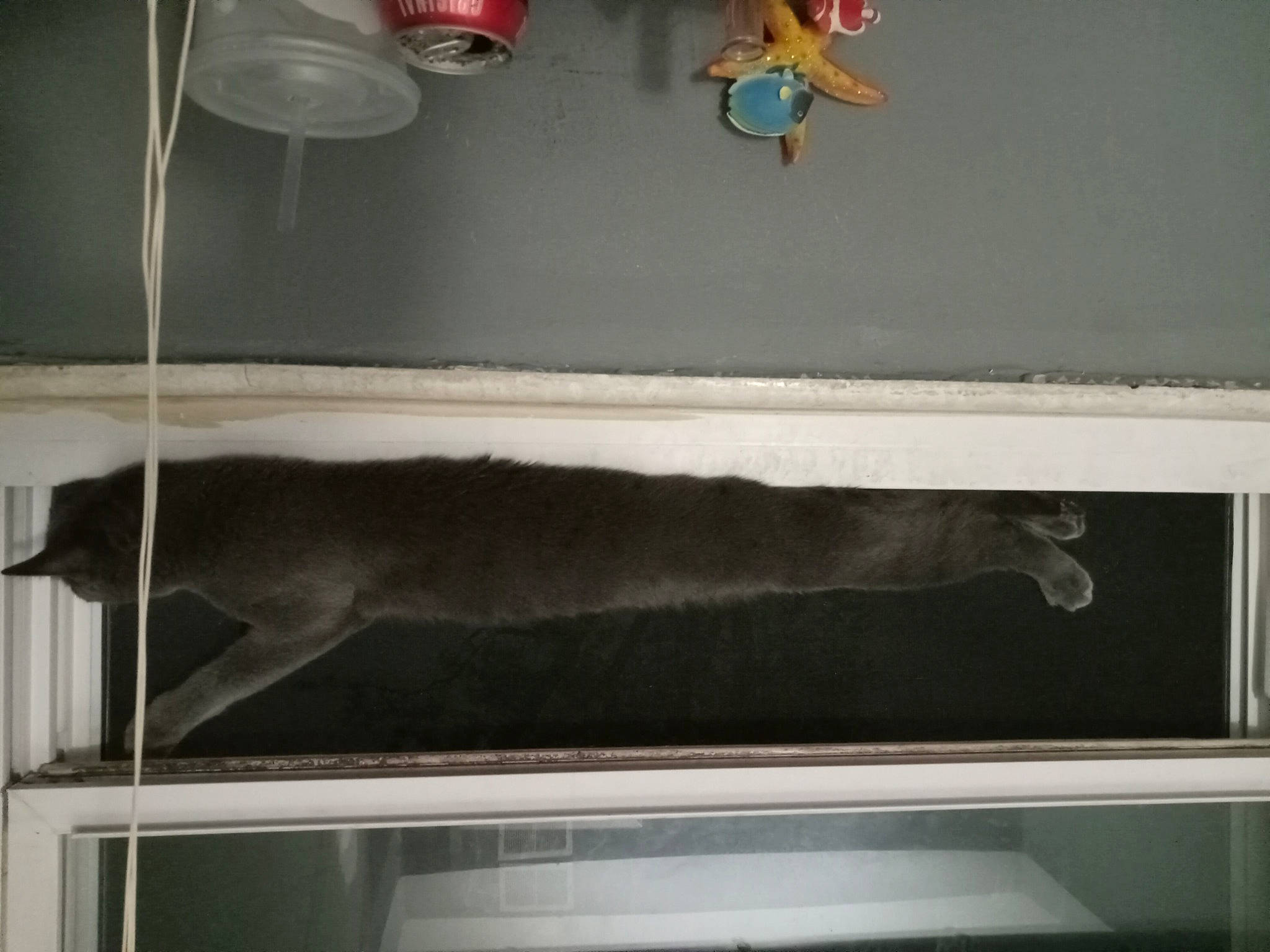 Stormy is registered to the contest to win money with this photo: art, automotive_exterior, blackboard, display_case, display_device, flat_panel_display, gadget, glass, hardwood, multimedia, rectangle, room, shelf, shelving, table, television_set, toy, visual_arts, window, wood