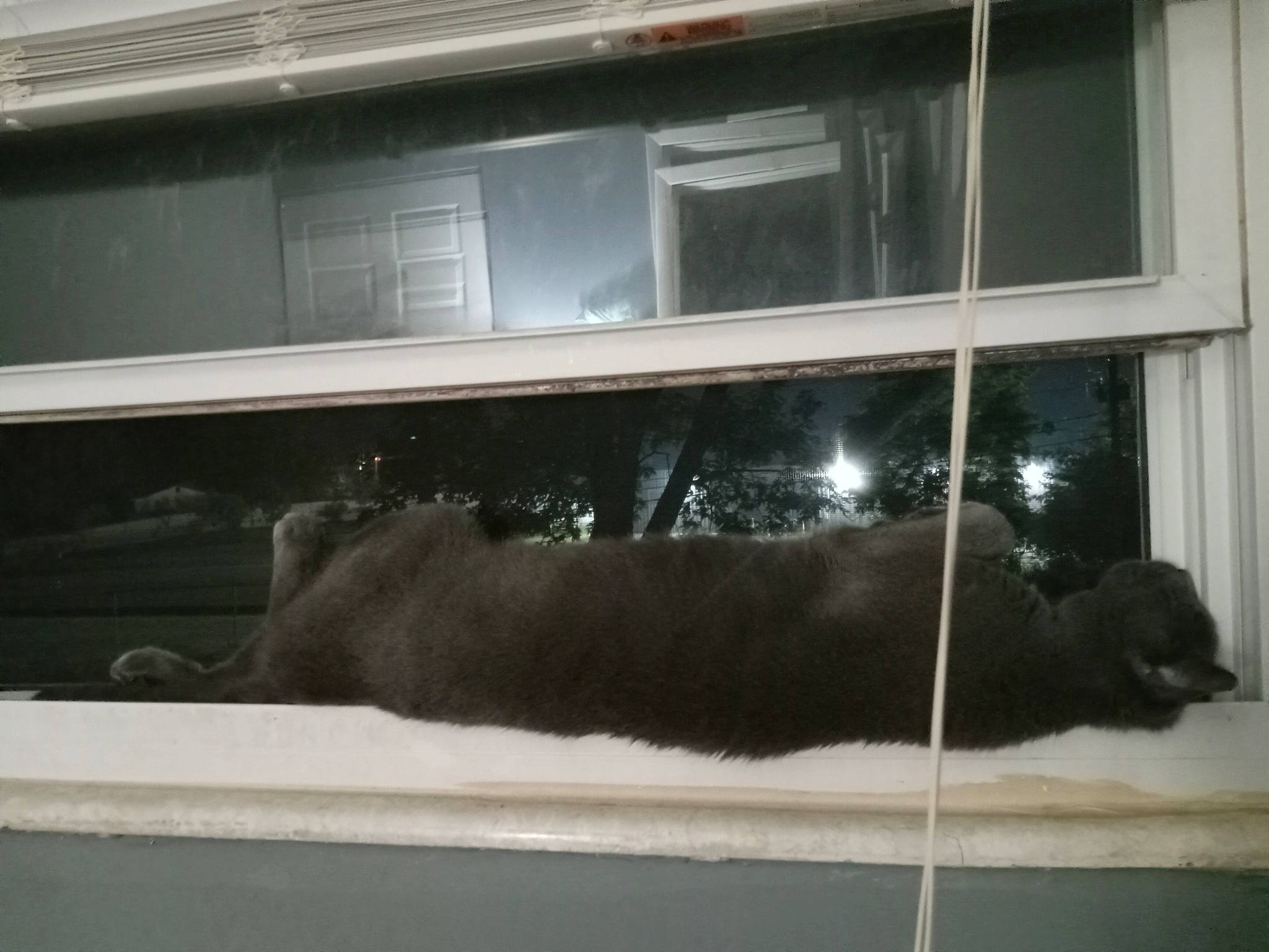 Stormy joined the competition — help win amazing prizes! automotive_exterior, fur, glass, hardwood, rectangle, room, sash_window, shade, tints_and_shades, vehicle_door, window, windshield, wood