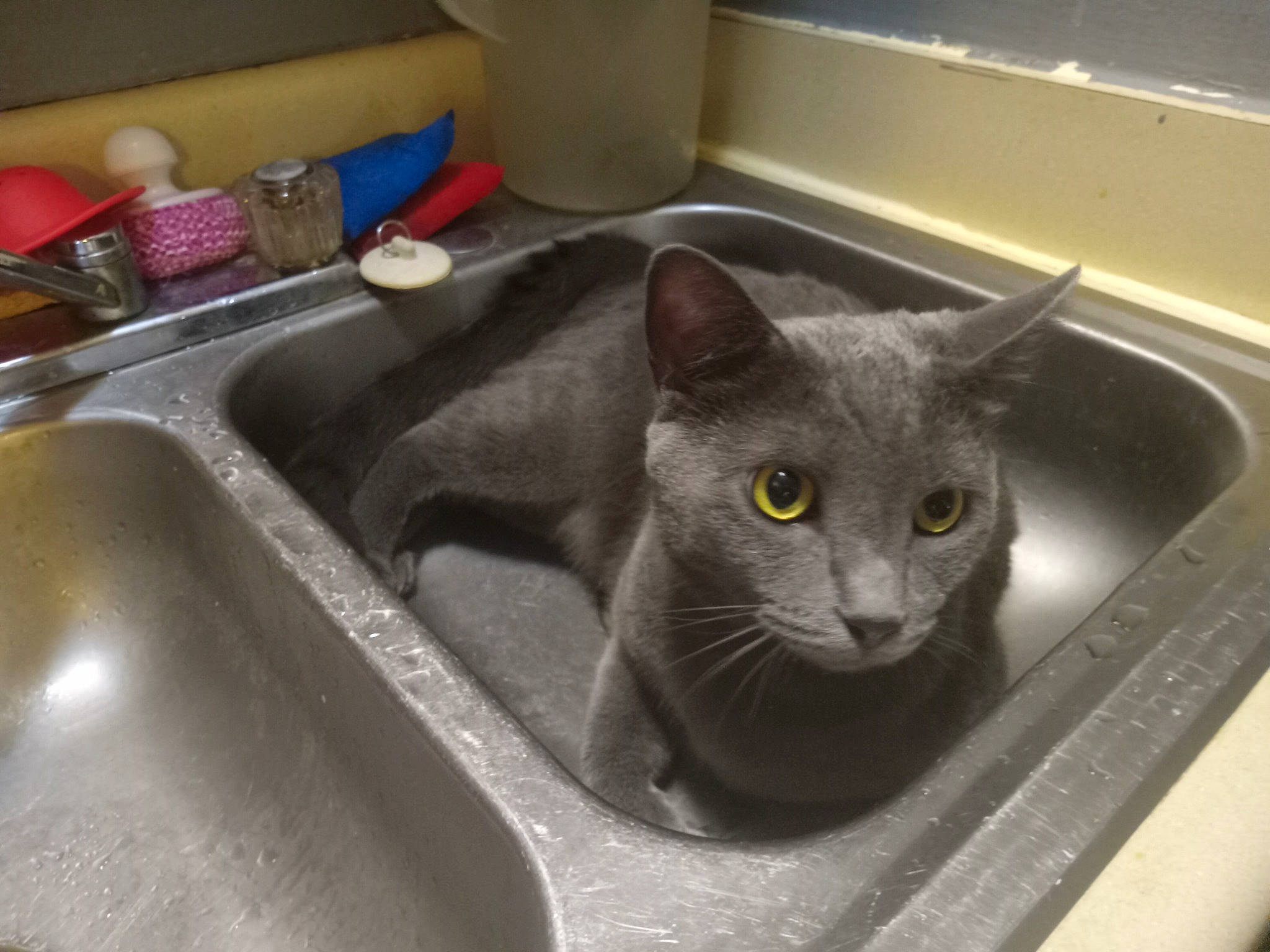 Stormy joined the competition — help win amazing prizes! carnivore, cat, cooking, domestic_short_haired_cat, felidae, kitchen, kitchen_sink, mixing_bowl, plant, plumbing, plumbing_fixture, russian_blue, sink, small_to_medium_sized_cats, tap, whiskers