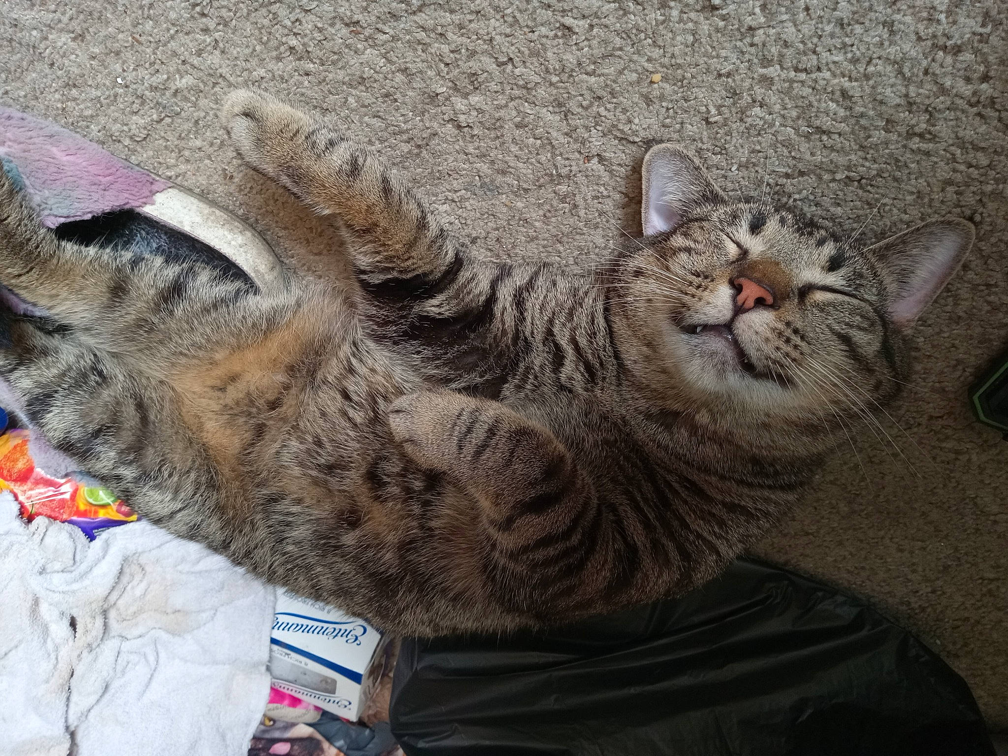 Smokey is registered to the contest to win money with this photo: carnivore, cat, claw, domestic_short_haired_cat, felidae, fur, grey, mammal, nap, paw, sand, small_to_medium_sized_cats, snout, tail, terrestrial_animal, vertebrate, whiskers, window