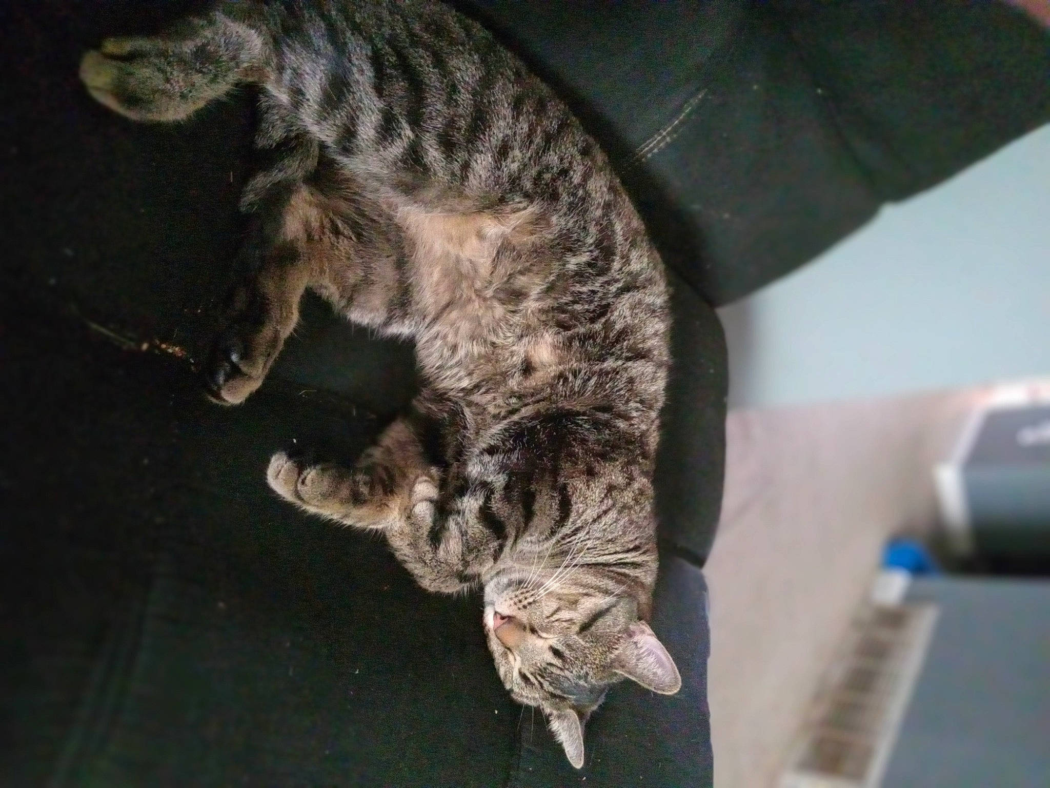 Smokey is registered to the contest to win money with this photo: canidae, carnivore, cat, claw, darkness, dog_breed, domestic_short_haired_cat, felidae, fur, koolie, paw, small_to_medium_sized_cats, sporting_group, tail, terrestrial_animal, umbrella, whiskers, wildlife