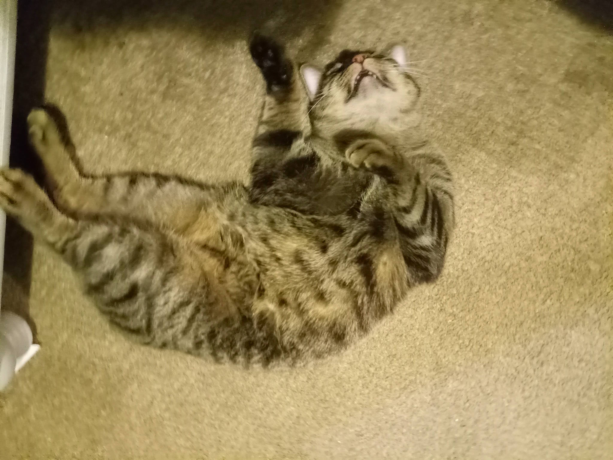 Smokey is registered to the contest to win money with this photo: carnivore, cat, cat_bed, claw, comfort, domestic_short_haired_cat, felidae, fur, monochrome, monochrome_photography, paw, small_to_medium_sized_cats, snout, tail, terrestrial_animal, whiskers, wildlife