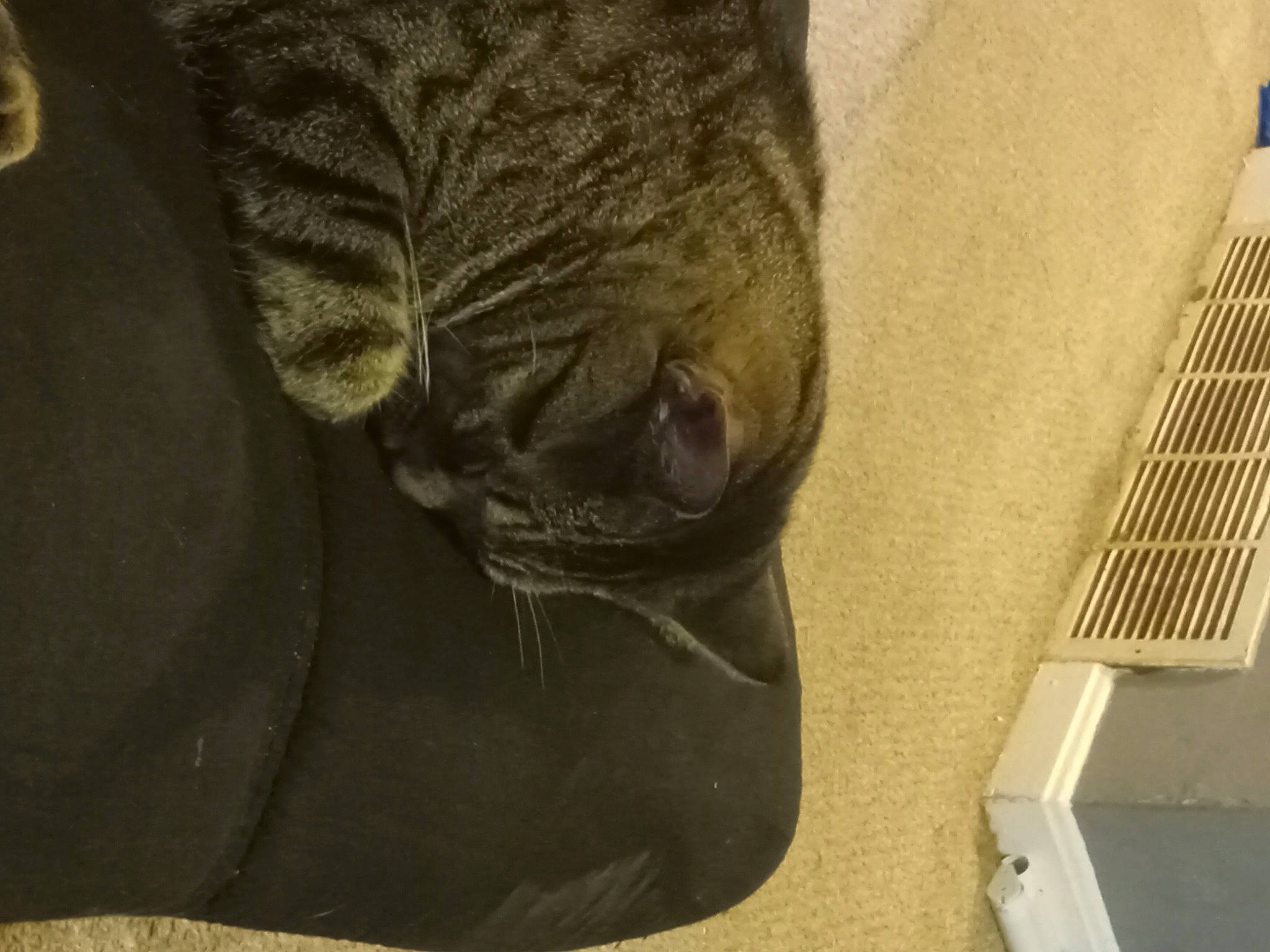 Smokey is registered to the contest to win money with this photo: carnivore, cat, comfort, dog_breed, domestic_short_haired_cat, fawn, felidae, floor, flooring, fur, grey, human_leg, small_to_medium_sized_cats, snout, sporting_group, tail, terrestrial_animal, whiskers, wood, wrinkle