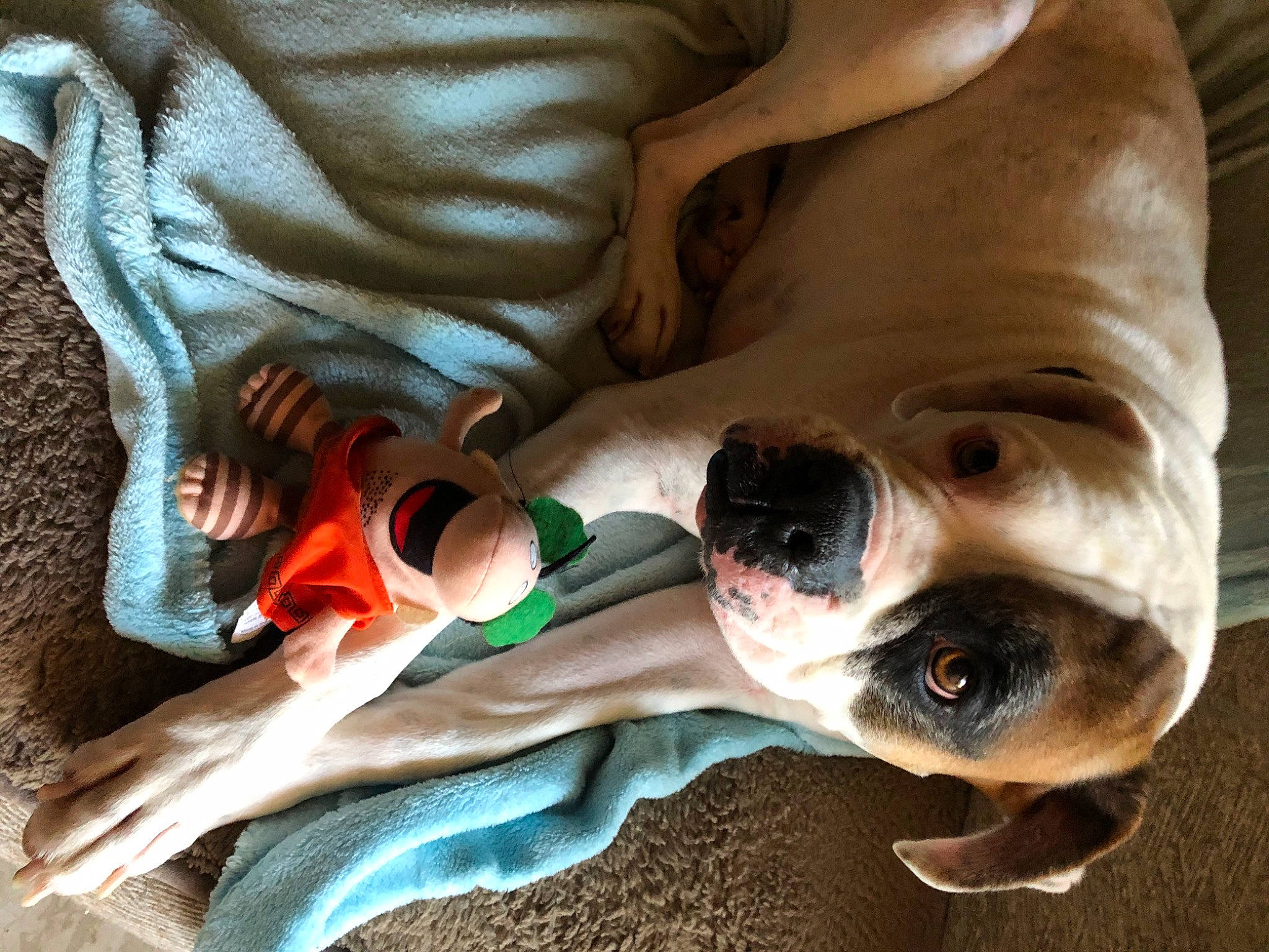 Deuce is registered to the contest to win money with this photo: boston_terrier, canidae, carnivore, collar, comfort, companion_dog, dog, dog_breed, dog_collar, eyewear, fawn, jaw, paw, snout, sporting_group, sunglasses, terrestrial_animal, whiskers, working_animal, wrinkle