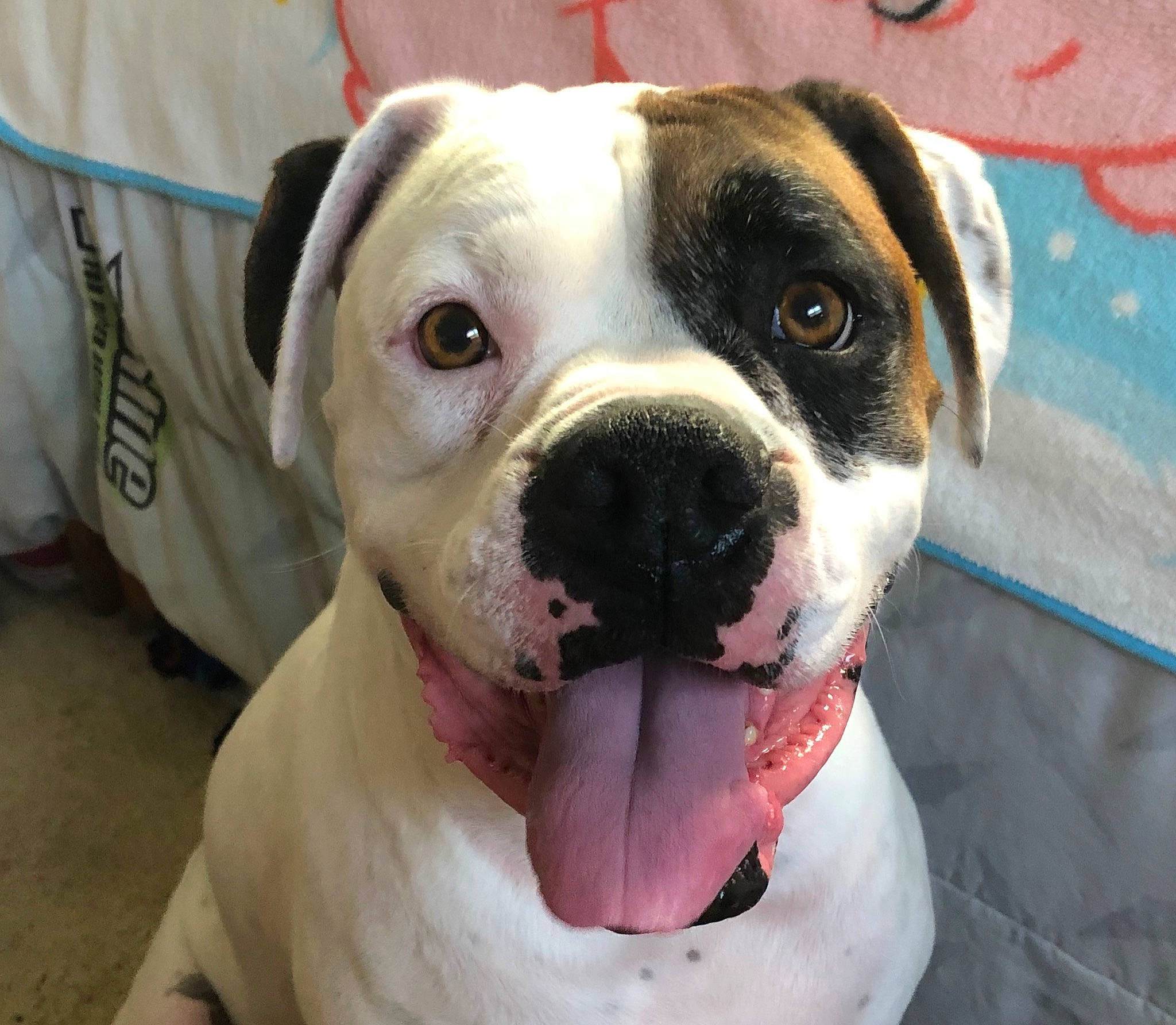 Deuce is registered to the contest to win money with this photo: canidae, carnivore, collar, companion_dog, dog, dog_breed, dog_collar, fang, fawn, fur, leash, molosser, non_sporting_group, pet_supply, puppy_love, snout, sporting_group, whiskers, working_animal, working_dog