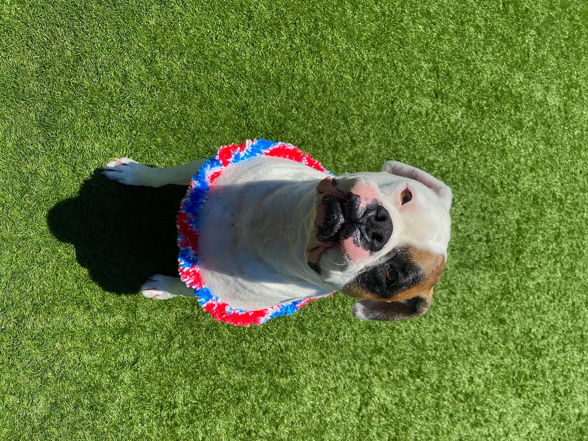 Deuce is registered to the contest to win money with this photo: artificial_turf, canidae, carnivore, companion_dog, dog, dog_breed, dog_supply, electric_blue, fawn, grass, grassland, leisure, plant, recreation, snout, sporting_group, tail, toy, toy_dog, working_dog