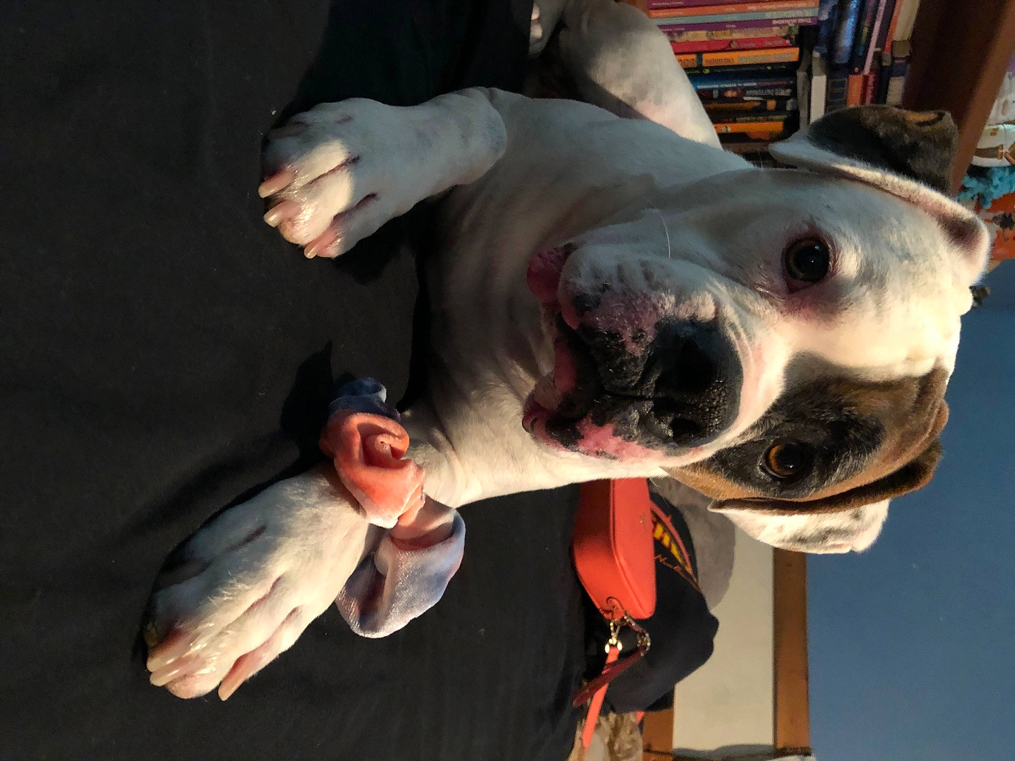 Deuce is registered to the contest to win money with this photo: canidae, carnivore, companion_dog, dog, dog_breed, eyewear, fawn, flesh, fun, fur, gesture, jaw, metal, non_sporting_group, personal_protective_equipment, smile, snout, sporting_group, whiskers, working_animal