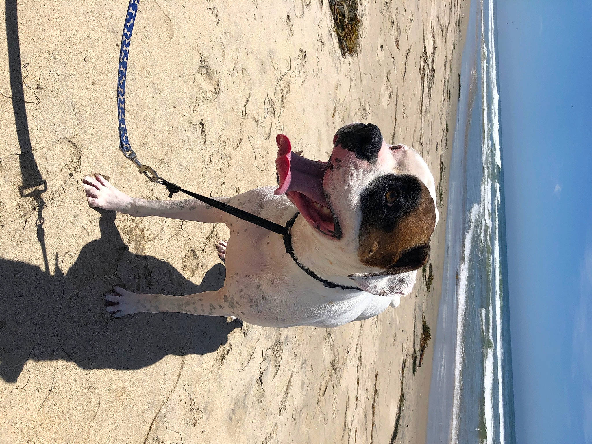 Deuce joined the competition — help win amazing prizes! beach, canidae, carnivore, collar, companion_dog, dog, dog_breed, dog_collar, fawn, fun, leash, leisure, mammal, pet_supply, sand, sky, sporting_group, vertebrate, water, wood