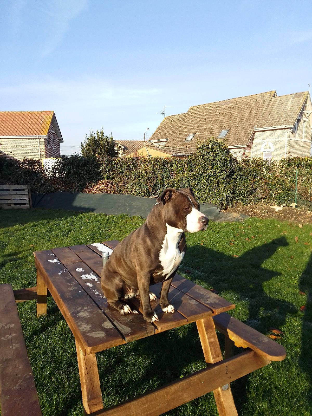 Elia participe au concours pour gagner de l'argent avec cette photo : carnivore, companion_dog, dog, dog_breed, fawn, grass, grassland, landscape, leisure, outdoor_bench, outdoor_furniture, outdoor_table, plant, sky, sporting_group, table, tail, window, wood, working_animal