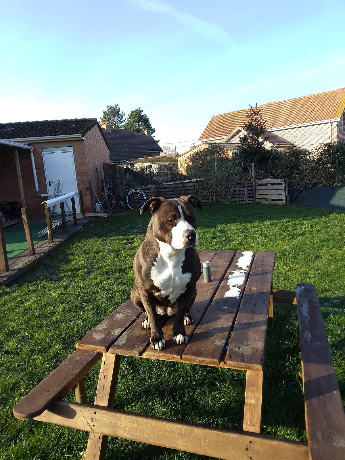 Elia a rejoint le concours — aidez-le/la à gagner de superbes lots ! building, cloud, companion_dog, dairy_cow, dog_breed, fawn, grass, house, landscape, leisure, outdoor_bench, outdoor_furniture, plant, roof, sky, table, tree, window, wood, working_animal