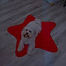 Tom a rejoint le concours — aidez-le/la à gagner de superbes lots ! dog, small_dog, white_dog, fluffy, pet, animal, lying_down, red_mat, star_shaped_mat, hardwood_floor, indoors, home, living_room, storage_bin, camera_gaze, long_hair, brown_ears, cute, portrait, floor