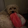 dog, small_dog, fluffy, white_fur, pet, animal, plush_toy, pink_toy, chewing, playing, indoors, home, cozy, dim_lighting, radiator, sitting, closeup, long_hair, cute, funny
