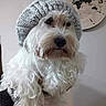 dog, small_dog, white_dog, fluffy, long_hair, knitted_hat, gray_hat, pet, portrait, indoors, clock, world_map, wall, seated, looking_at_camera, black_nose, facial_hair, cute, funny, home_decor