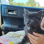 Fuzz joined the competition — help win amazing prizes! animal, blanket, car_interior, cat, comfort, cute, daylight, domestic_animal, fur, gray_cat, hand, kitten, nature, people, pet, portrait, travel, trees, window, young_animal