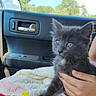 animal, blanket, car_interior, cat, comfort, cute, daylight, domestic_animal, fur, gray_cat, hand, kitten, nature, people, pet, portrait, travel, trees, window, young_animal