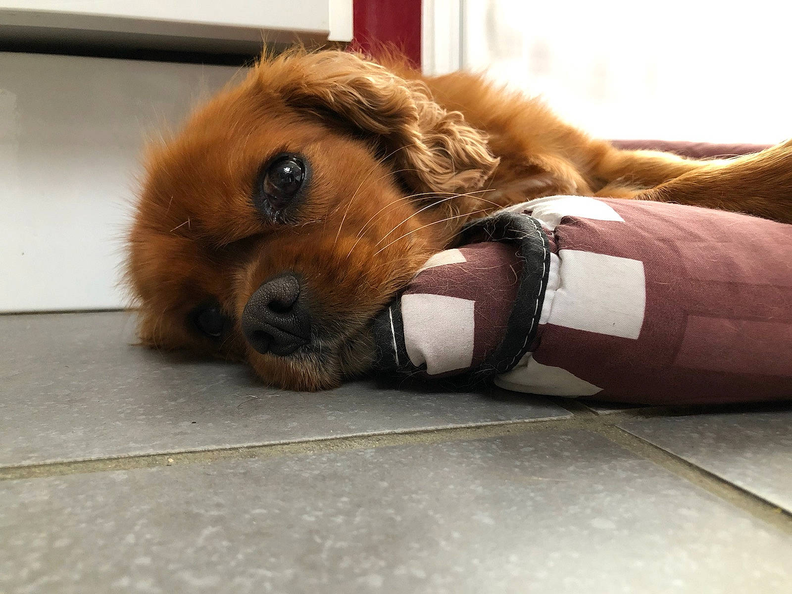 Juke participe au concours pour gagner de l'argent avec cette photo : canidae, carnivore, comfort, companion_dog, dog, dog_breed, dog_supply, fawn, flooring, fur, human_leg, liver, paw, retriever, selfie, snout, sporting_group, whiskers, wood, working_animal