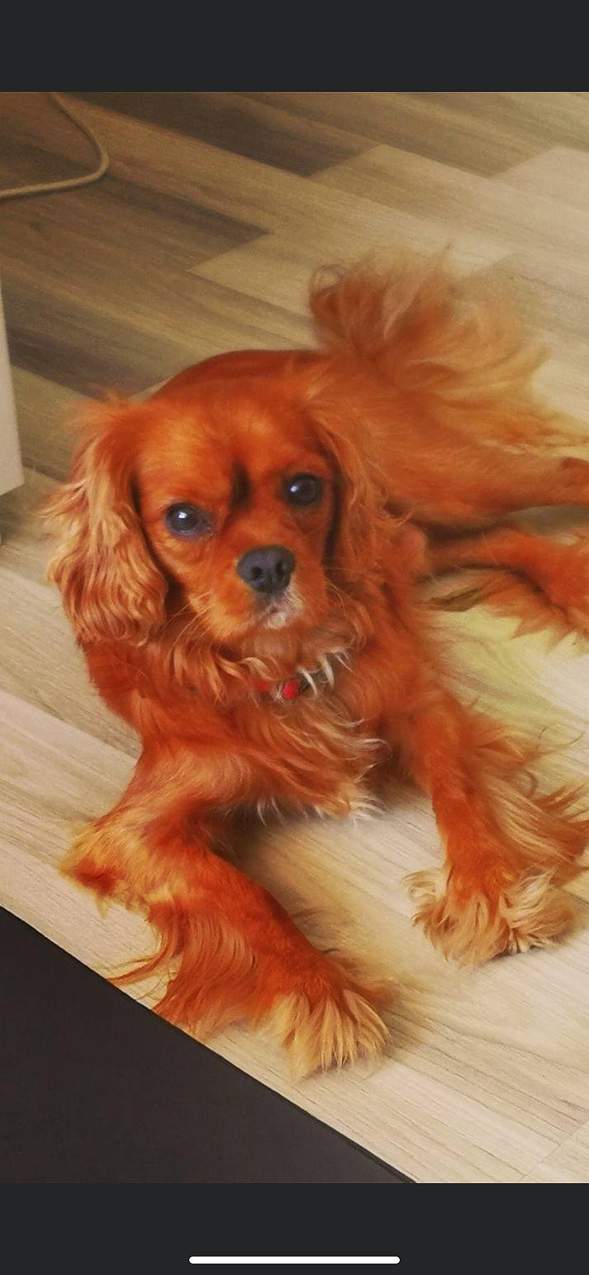 Juke a rejoint le concours — aidez-le/la à gagner de superbes lots ! brown, canidae, carnivore, companion_dog, dog, dog_breed, dog_supply, door, fawn, fur, liver, puppy, snout, spaniel, sporting_group, terrestrial_animal, toy, toy_dog, whiskers, working_animal