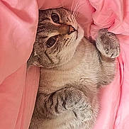 Cloe is registered to the contest to win money with this photo: animal, bed, blanket, cat, comfort, cozy, cute, cute_pet, domestic, feline, fur, indoor, lying_down, pet, pink, relaxed, resting, sleepy, soft, whiskers