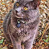 animal, cat, closeup, collar, curious, daylight, forest_floor, fur, gray_cat, ground, leaves, mammal, nature, outdoor, pet, portrait, rocks, whiskers, wildlife, yellow_eyes