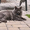 animal, cat, collar, domestic_cat, ears, feline, fluffy, grass, gray_cat, looking_at_camera, lying_down, nature, outdoor, patio, paws, pet, relaxed, stone_tiles, tail, whiskers