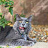 animal, blurred_background, cat, closeup, collar, cute, fur, gray_cat, green_leaves, nature, outdoor, pet, playful, portrait, resting, stone_surface, sunlight, tongue_out, whiskers, yellow_eyes