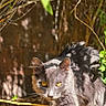 alert, animal, cat, crouching, daylight, feline, garden, gray_cat, greenery, leaves, mammal, nature, outdoor, pets, plants, shadows, small_mammal, sunlight, wildlife, yellow_eyes