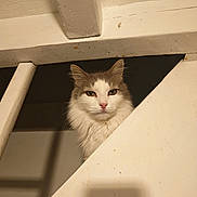 Tresor a rejoint le concours — aidez-le/la à gagner de superbes lots ! cat, fluffy_cat, long_hair, white_and_gray, pet, animal, feline, portrait, face, eyes, ears, whiskers, pink_nose, indoors, bathroom, bathtub, home, looking_at_camera, curious, closeup