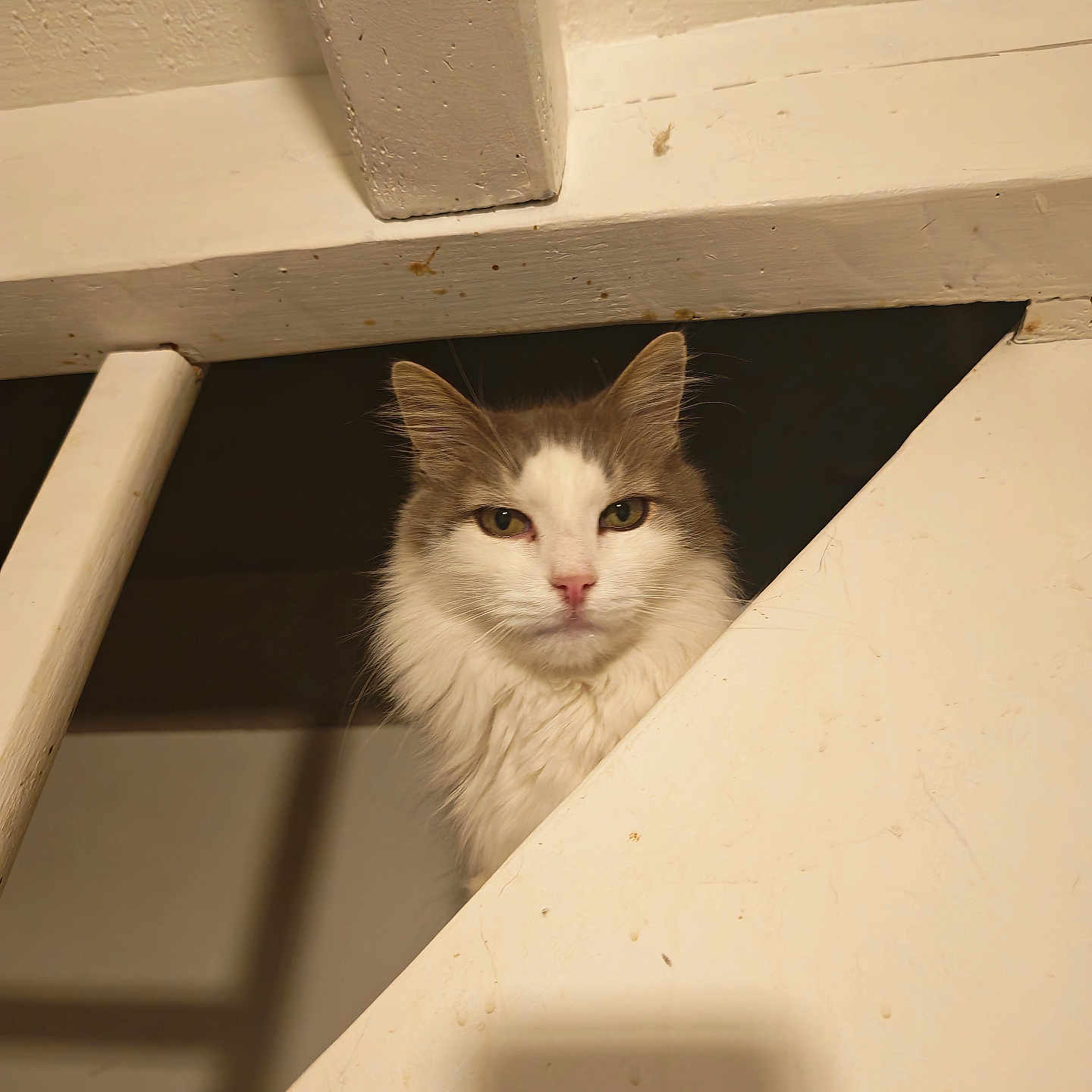 Tresor a rejoint le concours — aidez-le/la à gagner de superbes lots ! cat, fluffy_cat, long_hair, white_and_gray, pet, animal, feline, portrait, face, eyes, ears, whiskers, pink_nose, indoors, bathroom, bathtub, home, looking_at_camera, curious, closeup
